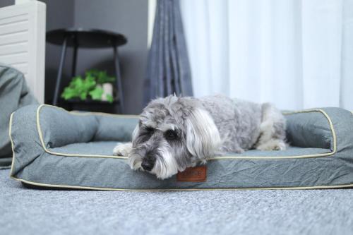 新潟駅から徒歩7分 ペットと泊まれる宿 DoggoInn Niigata503