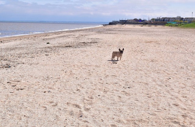 1 Bed Chalet - Sleeps 4 - Pets, Parking, Wifi