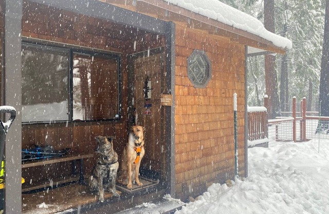2 Dog Lodge · 2 Dog Lodge, 4-Season Dog Friendly Cabin + yard