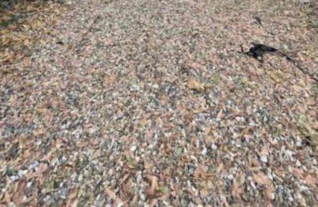 4 bedroom 2 bathroom home