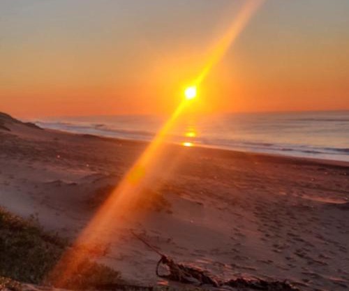 403 Dromedaris On the Beach