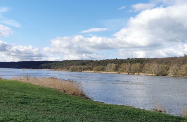 6P wooden house + garden on the Elbe dike | modern, close to nature, family & dog-friendly