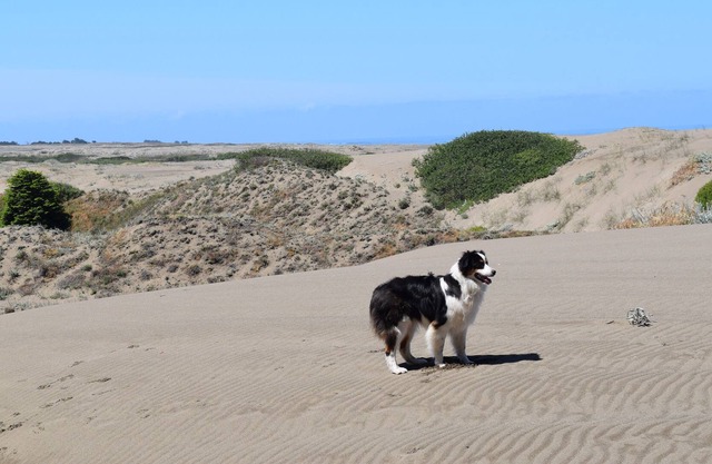 A Little Hidden Gem. All-Cedar, Dog Friendly Home, Hot Tub & Short Walk to Beach