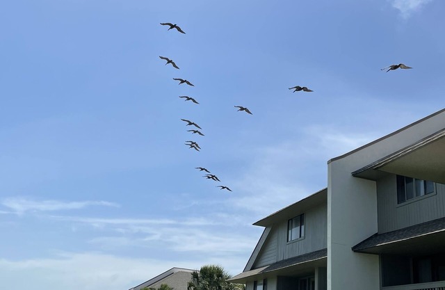 A sweet spot at the Beach! Fabulous pet free, smoke free oceanfront villa.