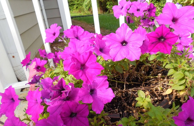 Affordable Suites Salisbury