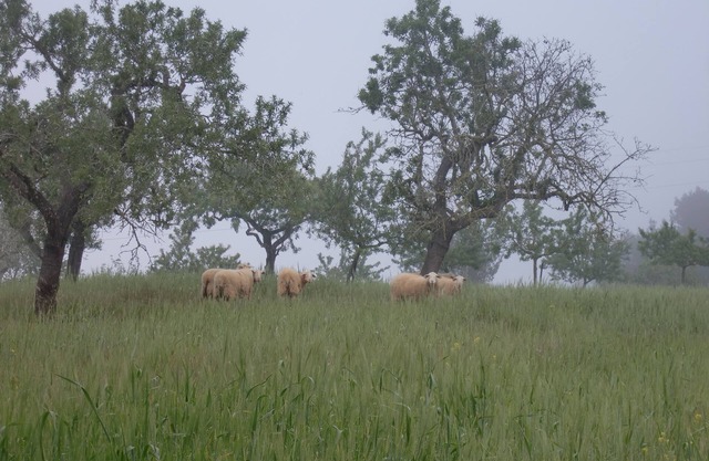 Agroturisme Perola - Adults Only