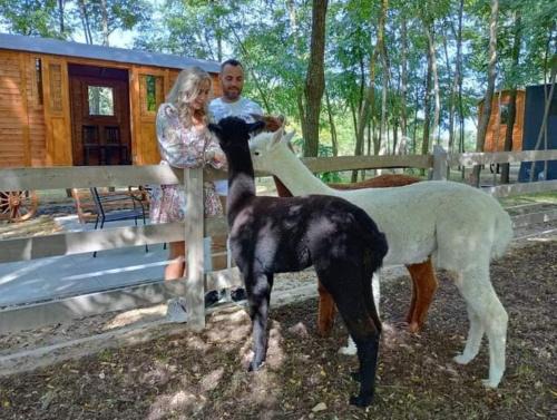 Alpacacamp