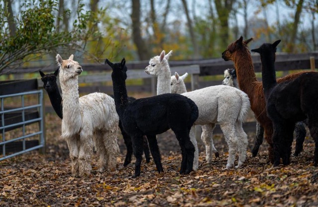 Alpaka - & Ferienhof Neukämper