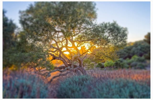 An oasis on a private retreat