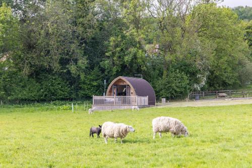 Ashberry Glamping Pod