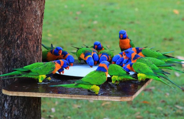 Batchelor Holiday Park