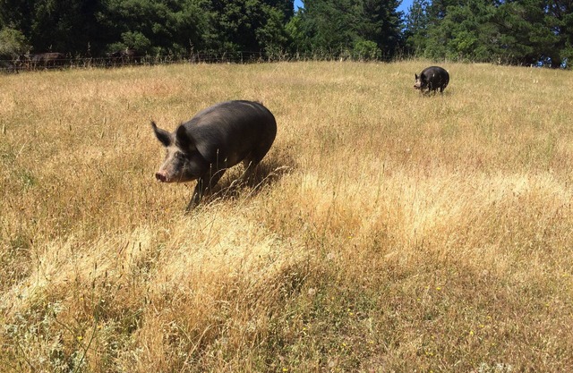 Beautiful Flat in Western Sonoma's redwood hills with hot tub, pets ok