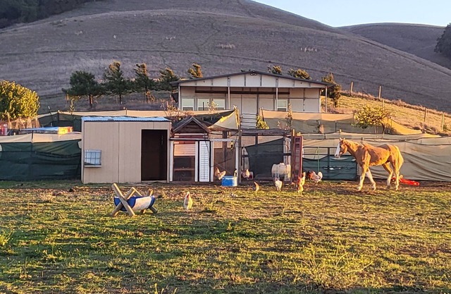 Beautiful Hillside Olive Ranch, Napa Valley