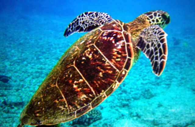 Beautiful Oceanfront Condo on West Side of Oahu. Spectacular Sunsets