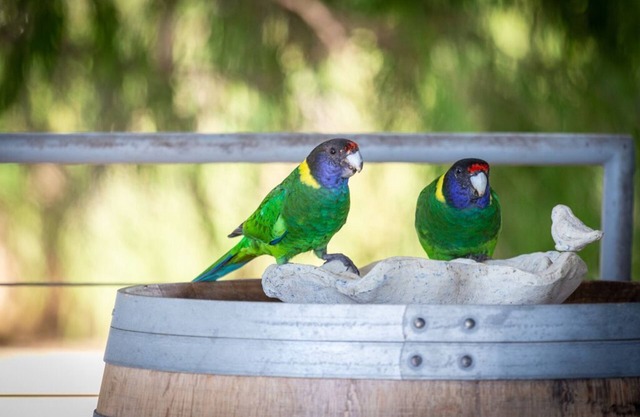 Binningup Treehouse Eco Retreat