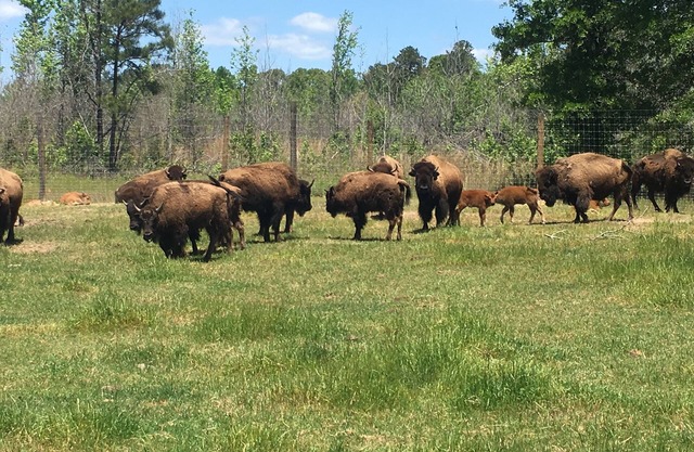 Bison Farmhouse in Greensboro, GA