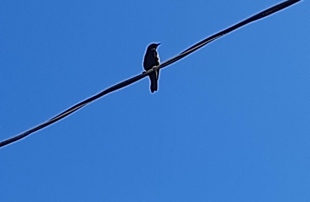Cantar do Pássaro 🐦