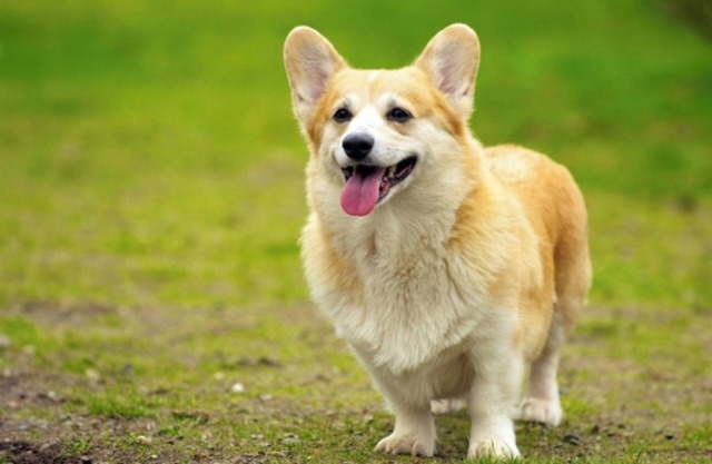 Breakfast Pets OK Smoking Japanesestyle room loft 2 beds /Tosashimizu Kōchi