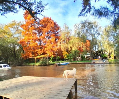 Cabaña entre arboles