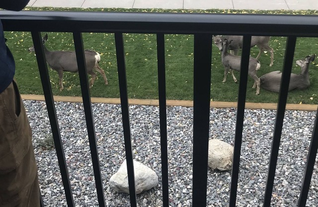 Cabin by the South Fork of the Snake River- Sleeps 4 Fishing, skiing, MTN Biking