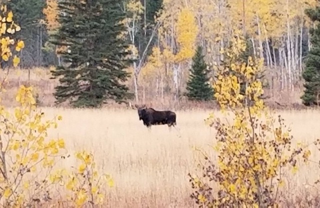 Cabin in the Crazy Mountain