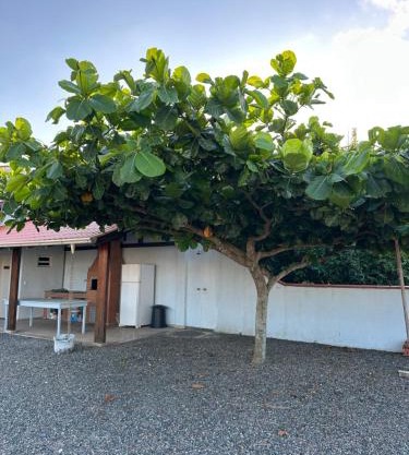 Casa das Palmeiras - 80 metros do mar