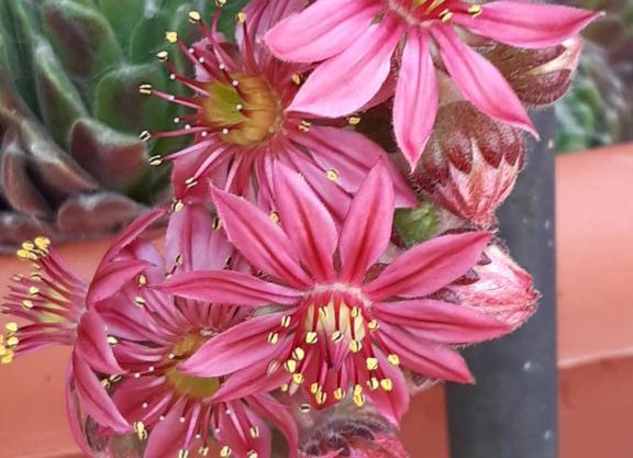 Casa Rural El Rincón de Diego