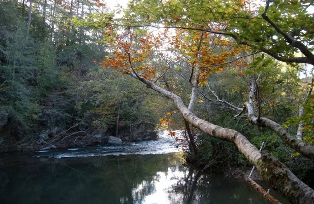 Charming 2-bedroom cottage right on a 30’ wide whitewater creek in Reliance, TN