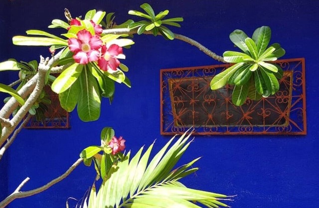 Charming little house in a tropical garden, fast wi-fi, perfect for remote work