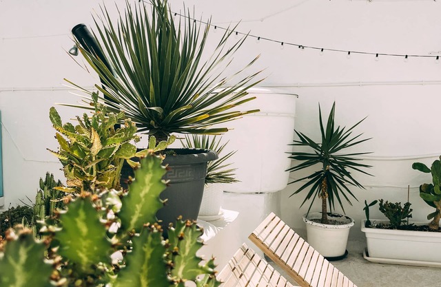 ☀️ Cool Canaria☀️