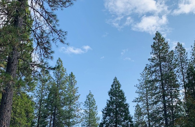 Cove Woods - a remote farm/vineyard/forest getaway