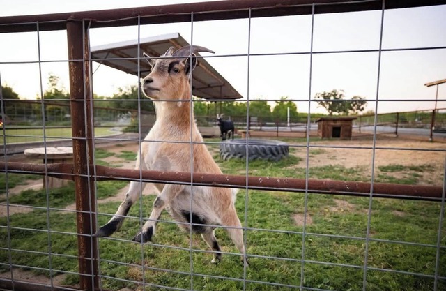 Creekside Ranch, a Farm Experience near Sequoia NP