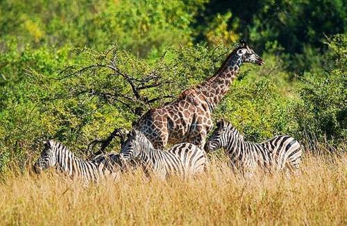 Elephant Villa Private Room