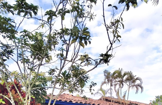 Entire 5 bedroom Country House in the Heart of the Colombian Coffee area