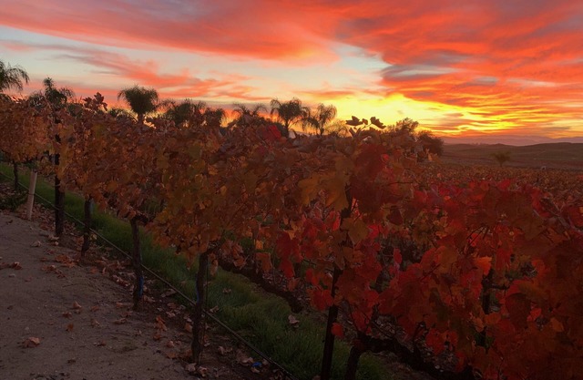 Escape to a wine estate