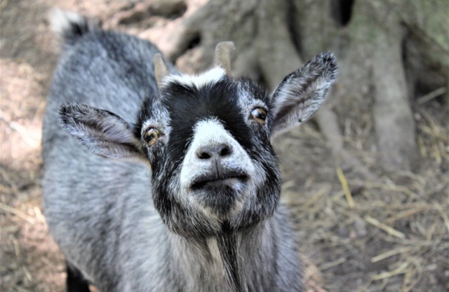 Escape to your cozy 2-bedroom cottage, just a hop away from Rock City