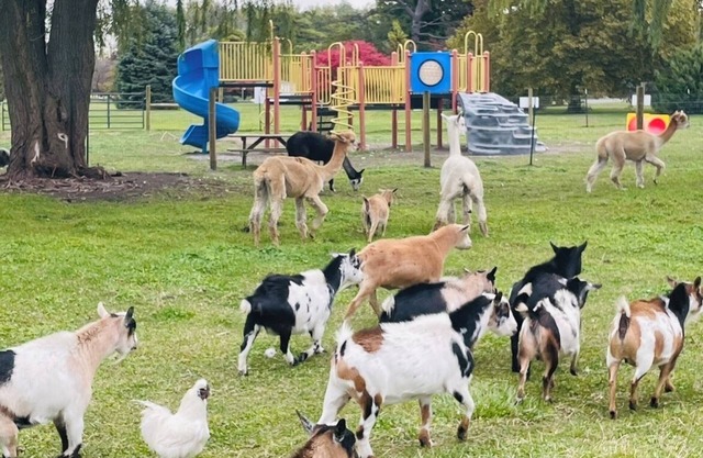 Families, Private Farm, Event Space, Petting Zoo onsite, Cedar PT sports center