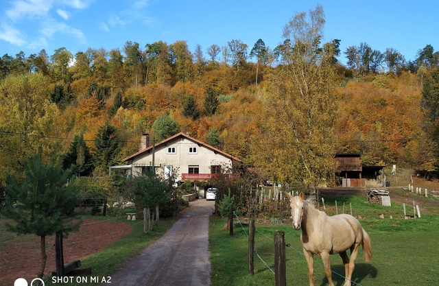 family and spacious cottage in the middle of the forest ideal hikes in the country of bitche