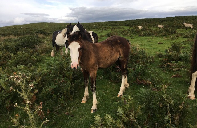 Farm Stay in Mobile Home Sleeps 4 in glorious Welsh Countryside