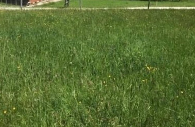 Ferienhaus für 6 Gäste mit 110m² in Guggisberg