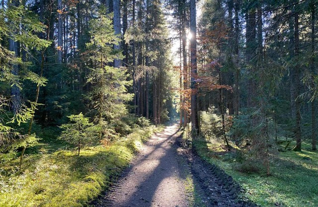 Ferienwohnung Waldblick