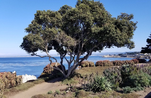 Forest Cottage on 1/4 Acre