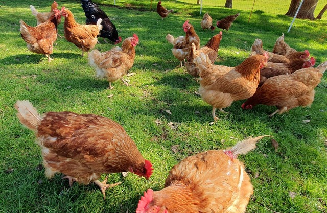 Full Breakfast with Family or Friends, on Farm with Pool.