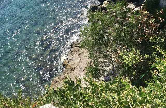 Gelso nero
