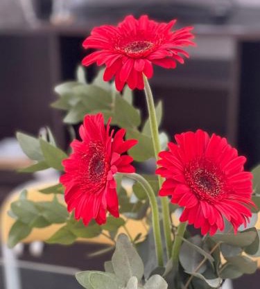 Gerbera Colorada HAEDO