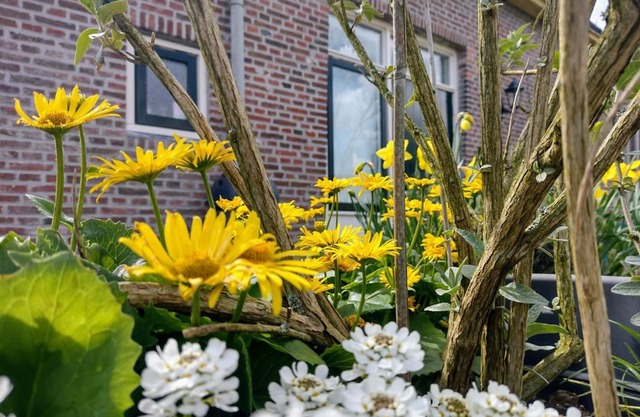 Grytmanshoeve, Vakantiehuis met glamping
