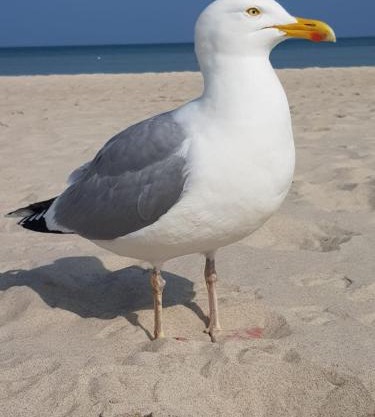 Hering FeWo I Apartment Terrace