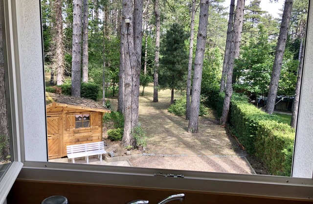 House in the pine forest