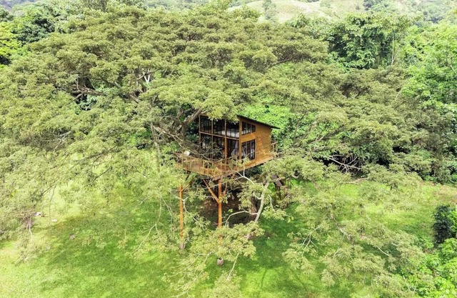 House in the Tree near Bogota SOPHIA