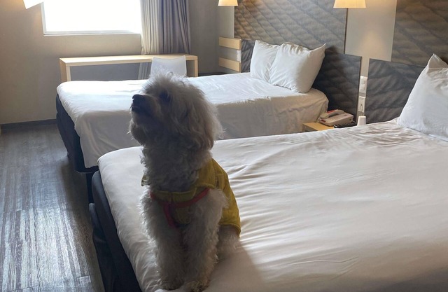 ibis Mexico Tlalnepantla